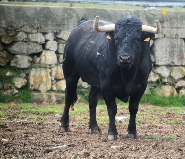 istock bulls in the cattle raising 1149615034