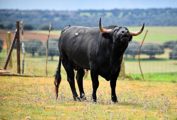 istock bulls in the cattle raising 1149615429