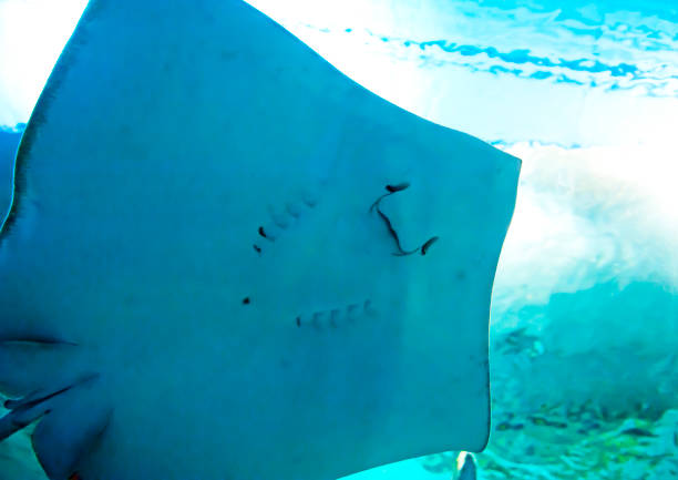 Stingray fish swimming free in the clear sea water.