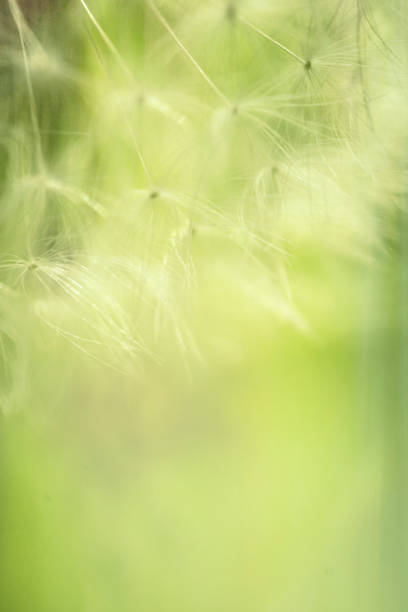 istock Fluffy faded fragile field dandelion 1149617627