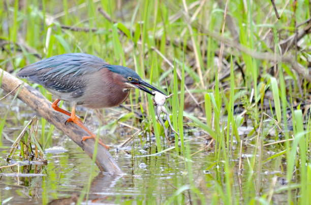 green heron eating a frog - american bullfrog amphibian animal bullfrog imagens e fotografias de stock