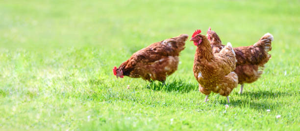 Free and happy hens banner Hens on a traditional free range poultry organic farm grazing on the grass with copy space flock of birds photos stock pictures, royalty-free photos & images