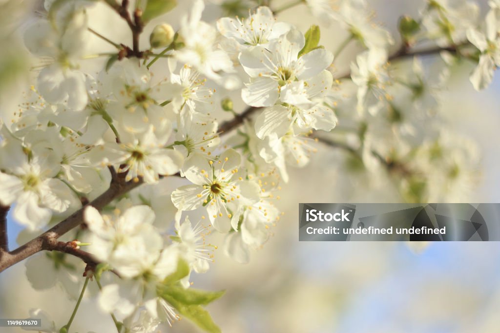 Arbres fleurissants au printemps sur un fond flou, Focus sélectif, - Photo de Abstrait libre de droits