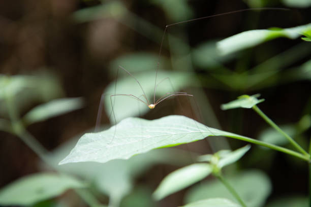 Harvestman spider on a bush branch leaf in Thailand