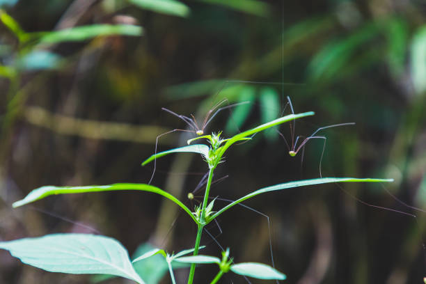 istock Harvestman spiders on a bush branch leaf in Thailand 1149621637