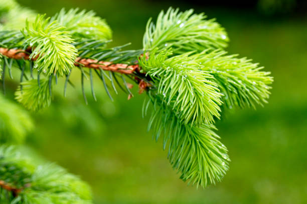 evergreen tree neues frühjahrswachstum, makroschuss - growth new evergreen tree pine tree stock-fotos und bilder