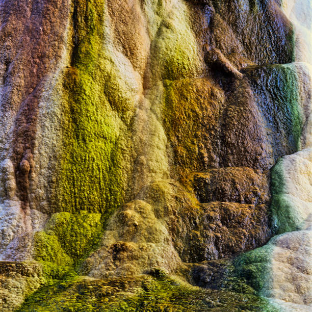 Mammoth Hot Springs feature in Yellowstone National Park