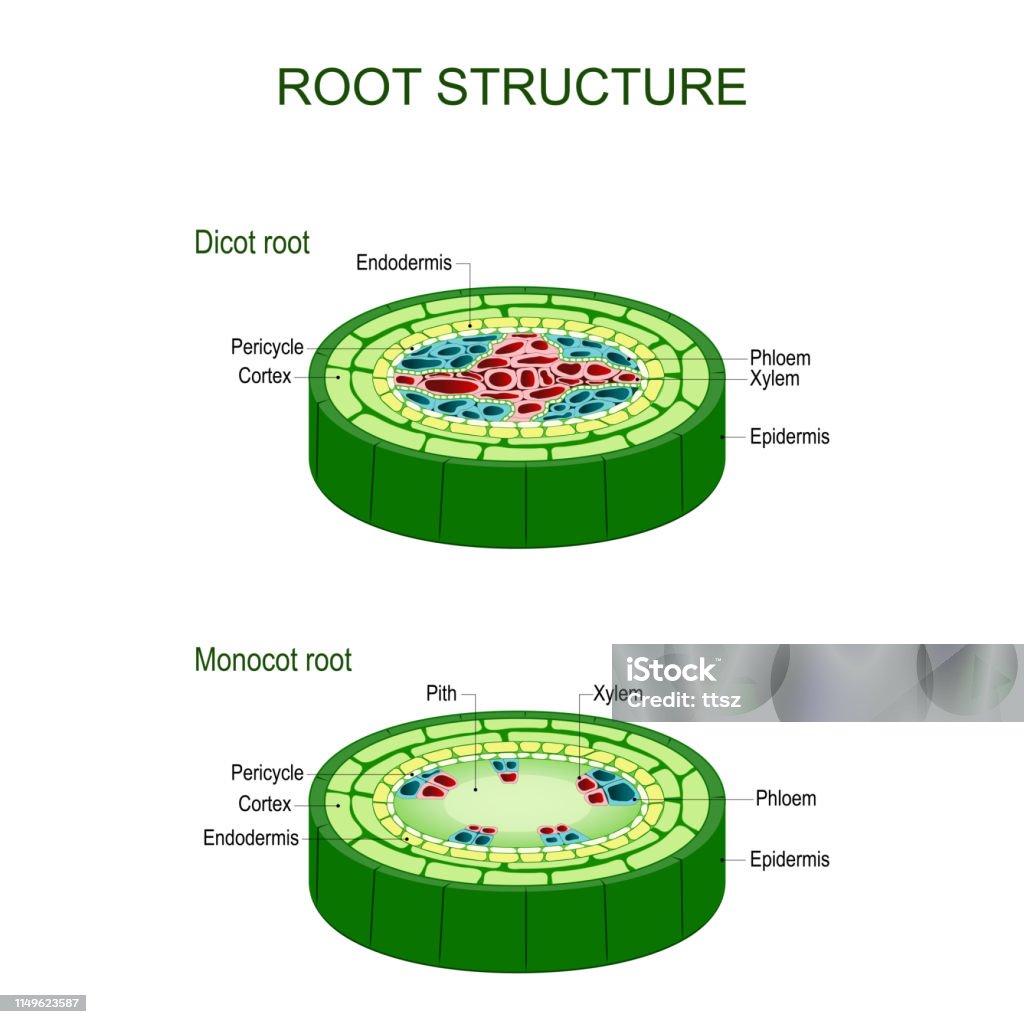 Preformed Roots Root Structure Monocot And Dicot Stems Stock Illustration - Download ...