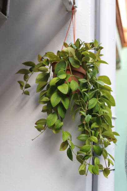 istock Hanging wall plant against a white concrete wall 1149623633