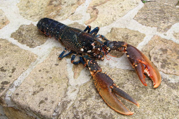 istock Breton alive lobster 1149624050