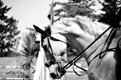 White horse close up