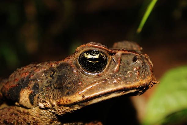 feche acima da cabeça de um sapo do bastão na floresta húmida americana sul, também uma ameaça principal em austrália - cane toad toad wildlife nature - fotografias e filmes do acervo