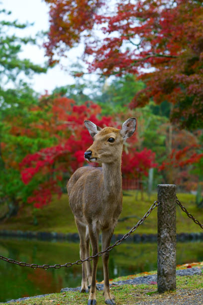 istock Deers at Nara, Japan 1149625458