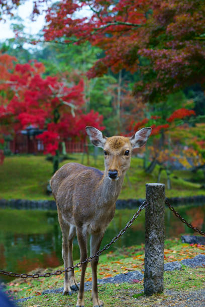 istock Deers at Nara, Japan 1149625563