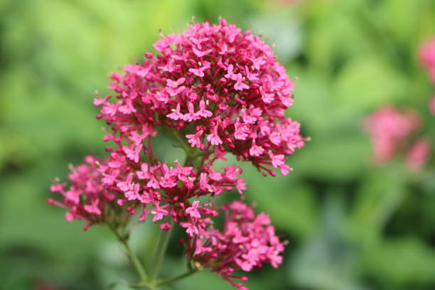 цветок centranthus рубец в саду, германия - honeysuckle pink фотографии стоковые фото и изображения