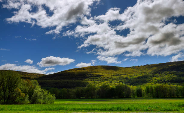 arbres au printemps sur la montagne - the poconos region photos et images de collection