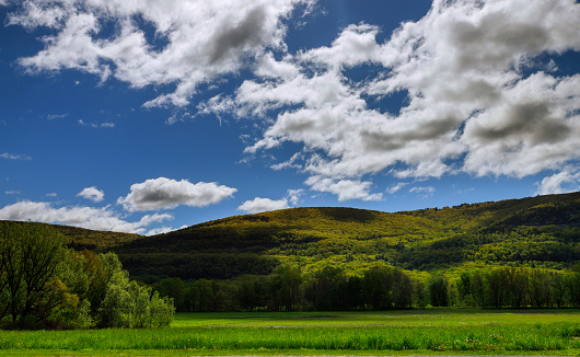 Trees in springtime on the mountain with blue sky clouds