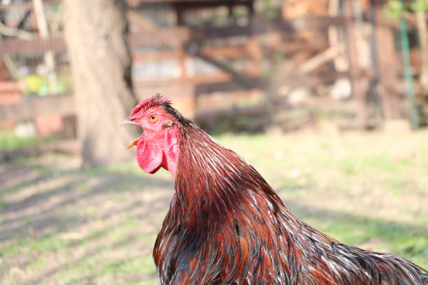 istock Screaming rooster American Wyandots 1149625876