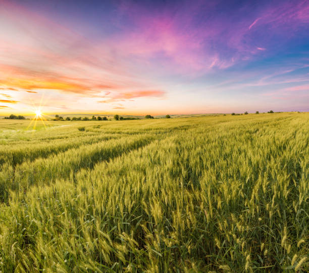 istock Lovely Sunset over Wheat Field and Daisies 1149628694