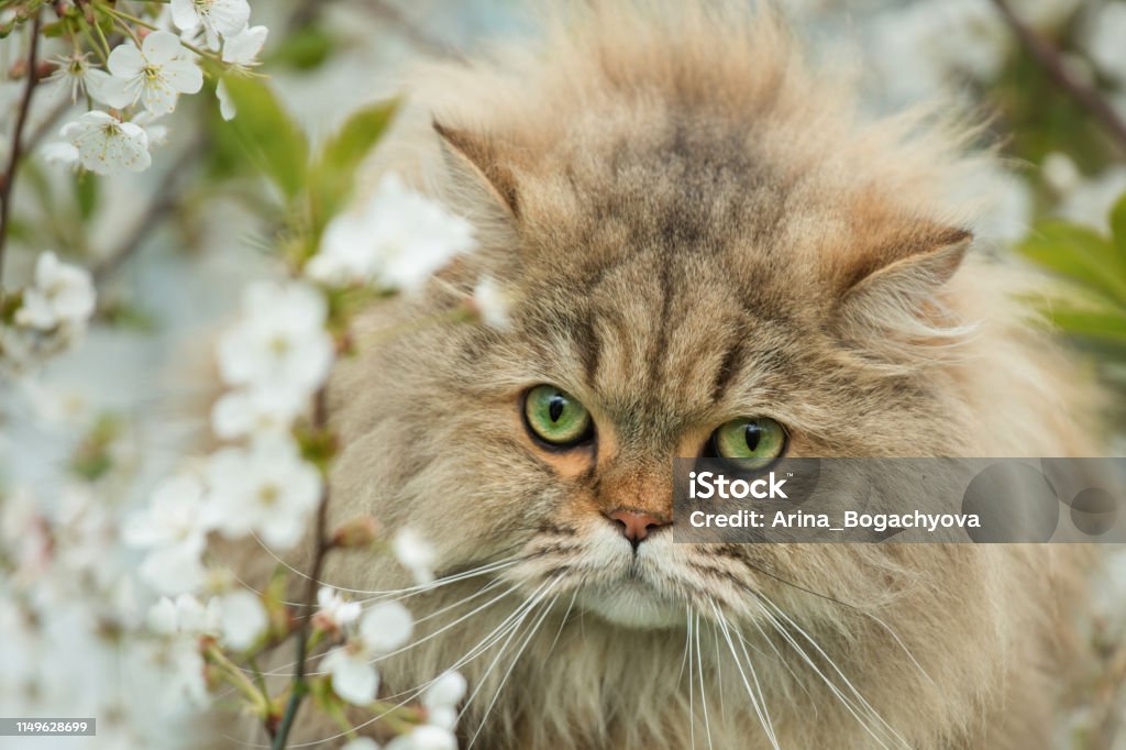 Portrait d’un chat long poil moelleux sur un fond de fleurs de cerisier - Photo de Animaux de compagnie libre de droits