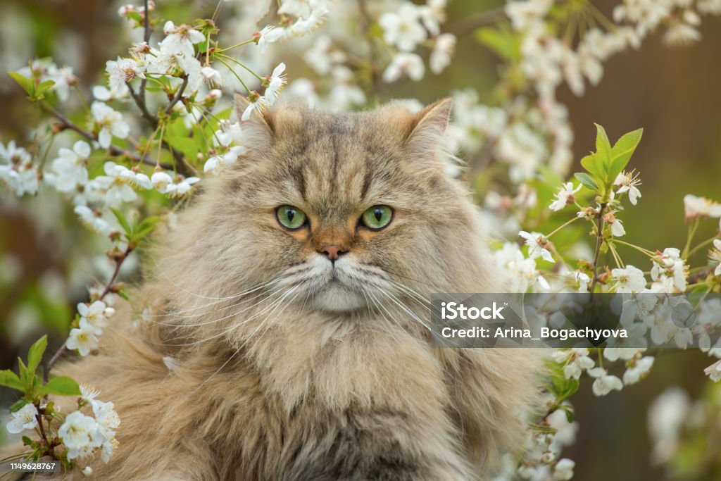 Portrait d’un chat long poil moelleux sur un fond de fleurs de cerisier - Photo de Animaux de compagnie libre de droits