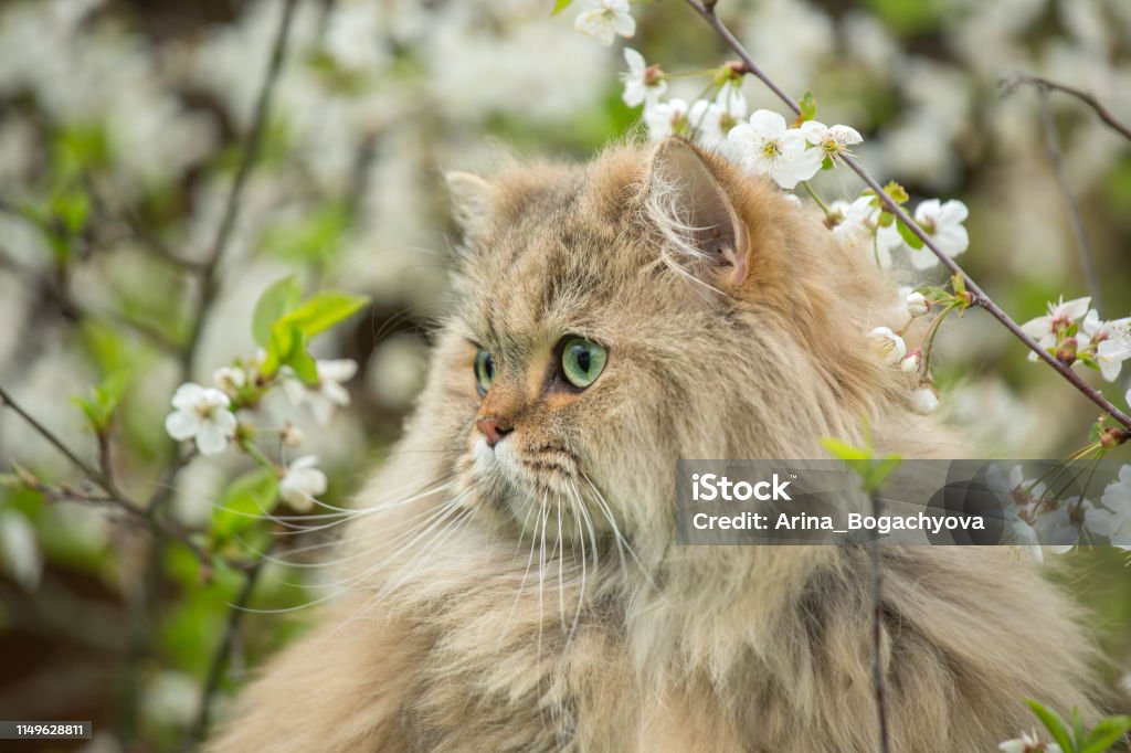 Portrait d’un chat long poil moelleux sur un fond de fleurs de cerisier - Photo de Animaux de compagnie libre de droits