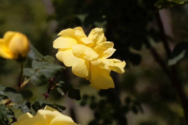 istock Blossom of a Harisons yellow rose 1149628940