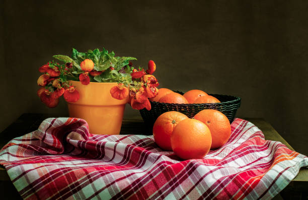Classic vintage still life with flower and oranges. (Calceolaria)