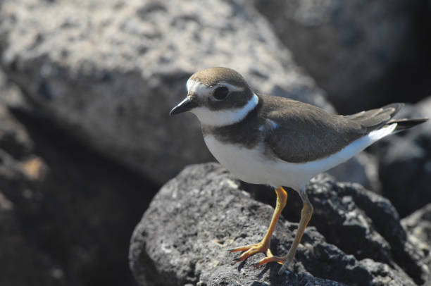 istock Adult Kentish Plover Water Bird 1149630161