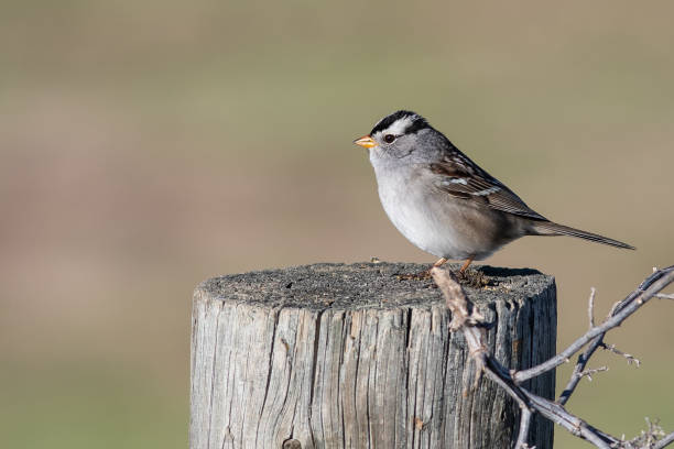 istock White-Crowned Sparrow Perched on a Wooden Post 1149631030