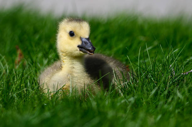 istock Newborn Gosling Resting Quietly on the Soft Green Grass 1149631067
