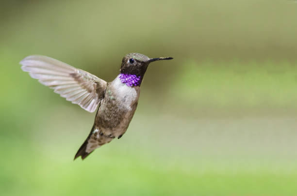 istock Black-Chinned Hummingbird with Throat Aglow While Hovering in Flight 1149631099