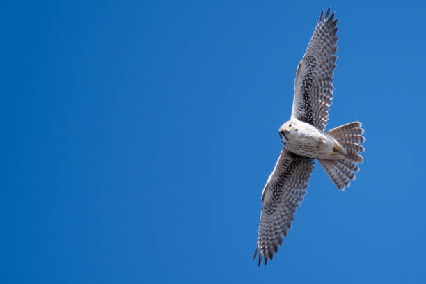 istock Prairie Falcon Making Direct Eye Contact While Soaring High in a Blue Sky 1149631122