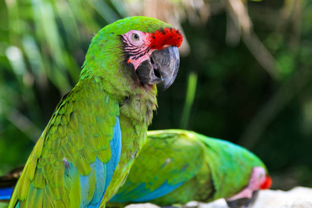 istock Big variegated parrot in mexican 1149631310