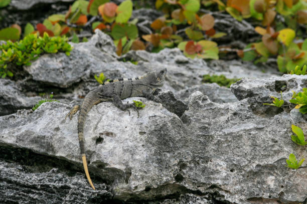 istock An iguana on the rocks between leaves in Mexico 1149631358