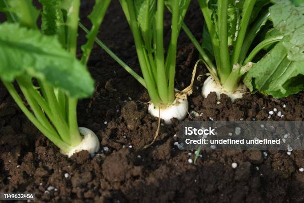 Turnip Harvesting Stock Photo - Download Image Now - Agricultural Field, Agriculture, Brassica rapa