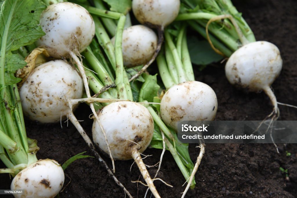 Turnip harvesting Kitchen garden / Turnip cultivation and harvesting. Agricultural Field Stock Photo