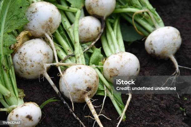 Turnip Harvesting Stock Photo - Download Image Now - Agricultural Field, Agriculture, Brassica rapa