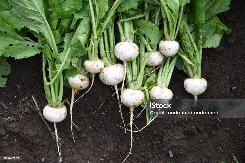 Turnip harvesting Kitchen garden / Turnip cultivation and harvesting. Turnip Stock Photo