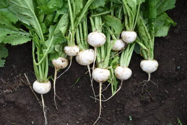 Photo of Turnip harvesting