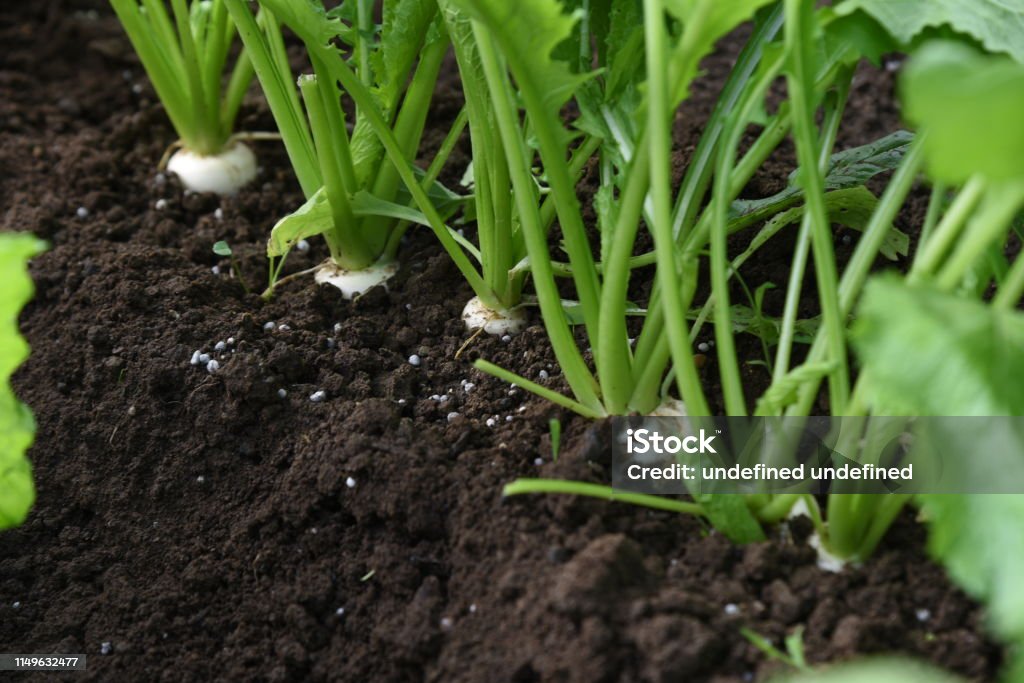 Turnip harvesting Kitchen garden / Turnip cultivation and harvesting. Agricultural Field Stock Photo