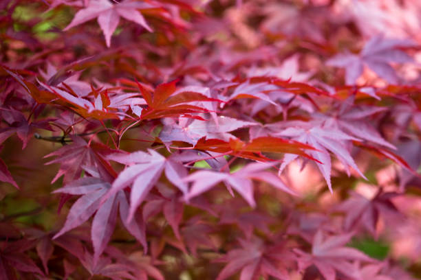 rote japanische ahornblätter - nature environmental conservation red japanese maple stock-fotos und bilder