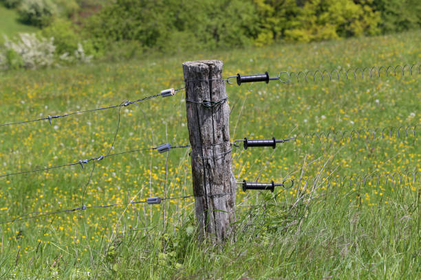 Electric fence gate protects a green grass pasture.