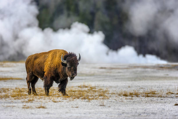 Yellowstone National Park in Wyoming Bison by the Midway Geyser Basin in Yellowstone National Park midway geyser basin stock pictures, royalty-free photos & images