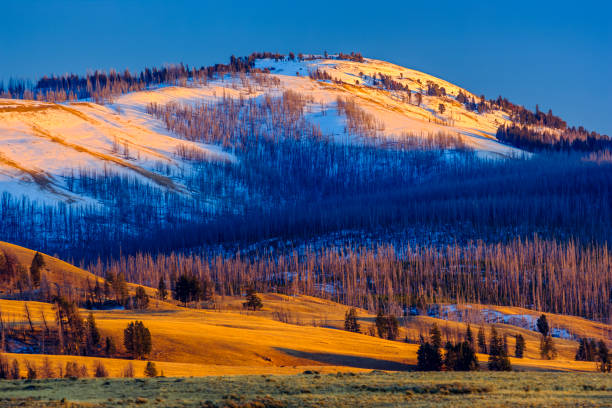Hayden Valley in Yellowstone National Park