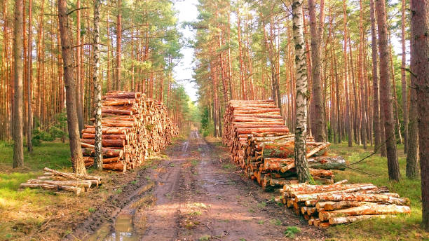 Stack a logs in pine forest. Timber and Firewood as a renewable energy source. Heavy industry. Fuel and power generation. Renewable energy and sustainable development theme.