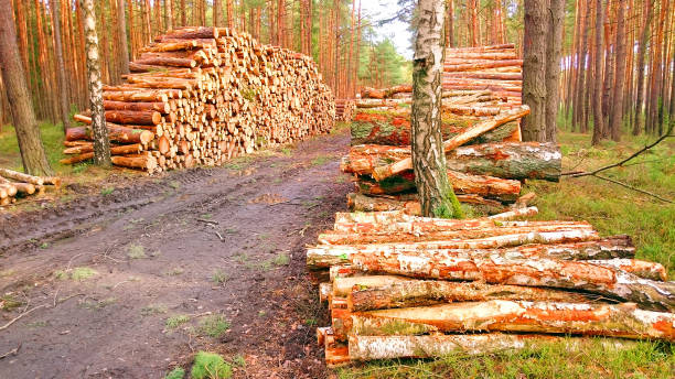 istock Stack a logs in pine forest. Timber and Firewood as a renewable energy source. Heavy industry. Fuel and power generation. Renewable energy and sustainable development theme. 1149636423