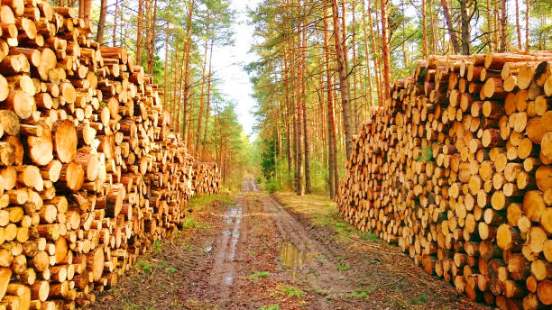istock Stack a logs in pine forest. Timber and Firewood as a renewable energy source. Heavy industry. Fuel and power generation. Renewable energy and sustainable development theme. 1149636427