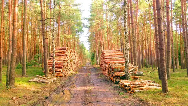 Stack a logs in pine forest. Timber and Firewood as a renewable energy source. Heavy industry. Fuel and power generation. Renewable energy and sustainable development theme.