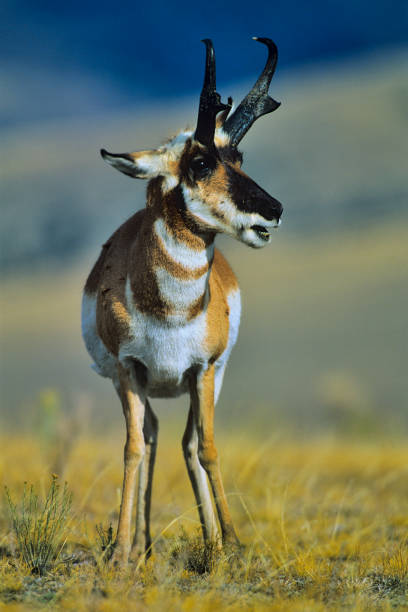 istock Yellowstone National Park in Wyoming 1149636489